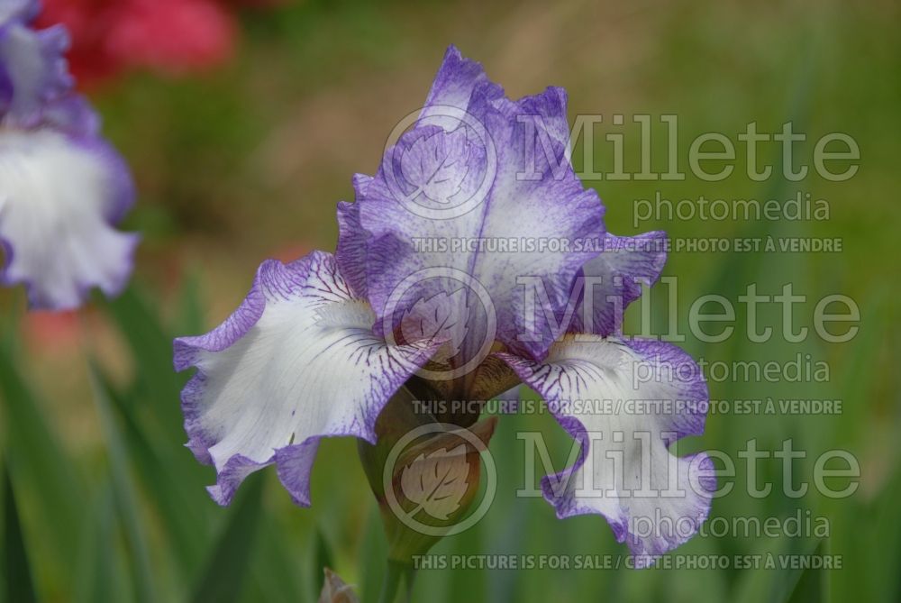 Iris Earl of Essex (Iris germanica bearded) 3 