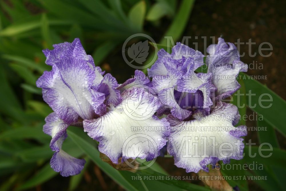 Iris Earl of Essex (Iris germanica bearded) 1 