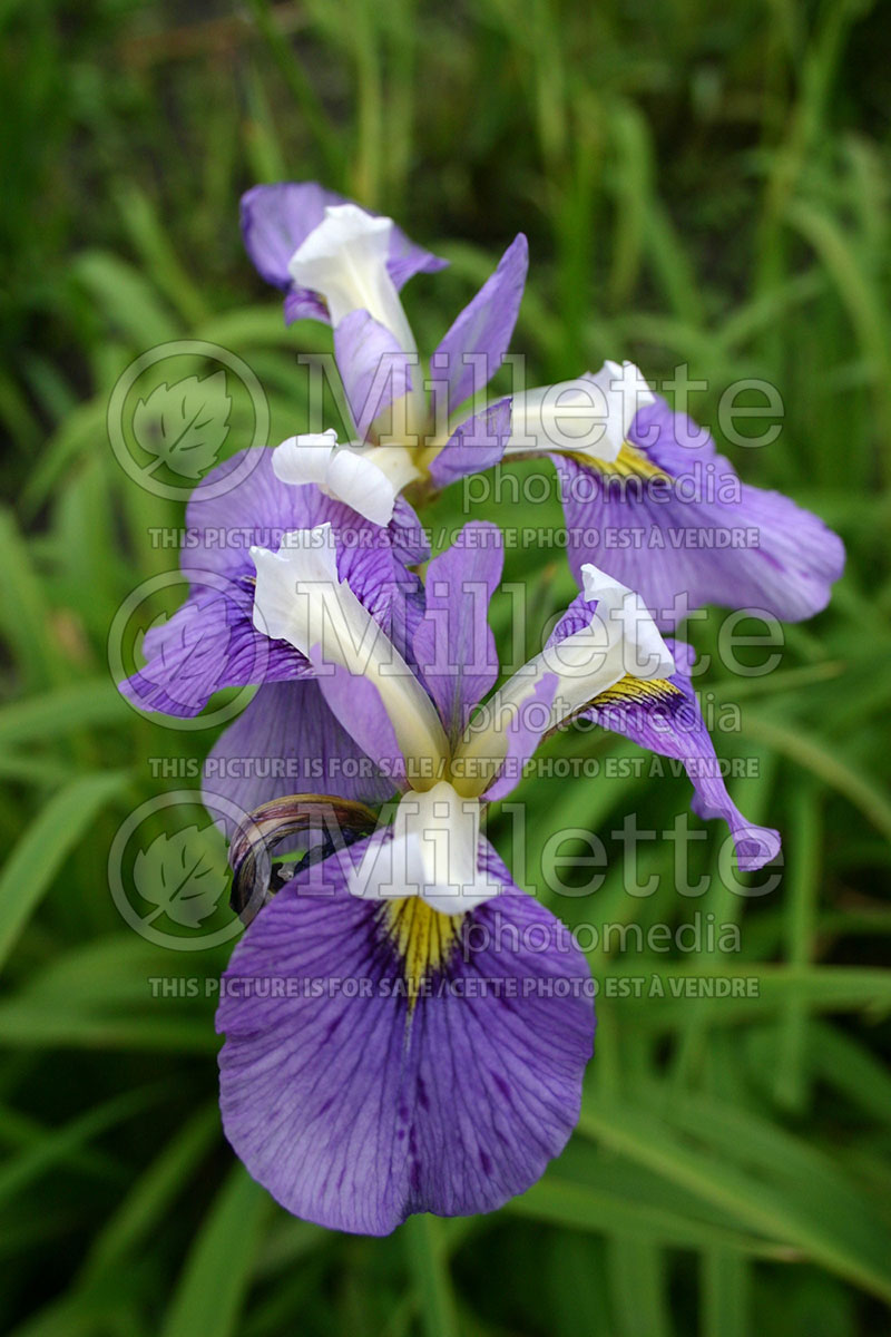 Iris Enfant Prodige (Crested iris) 1