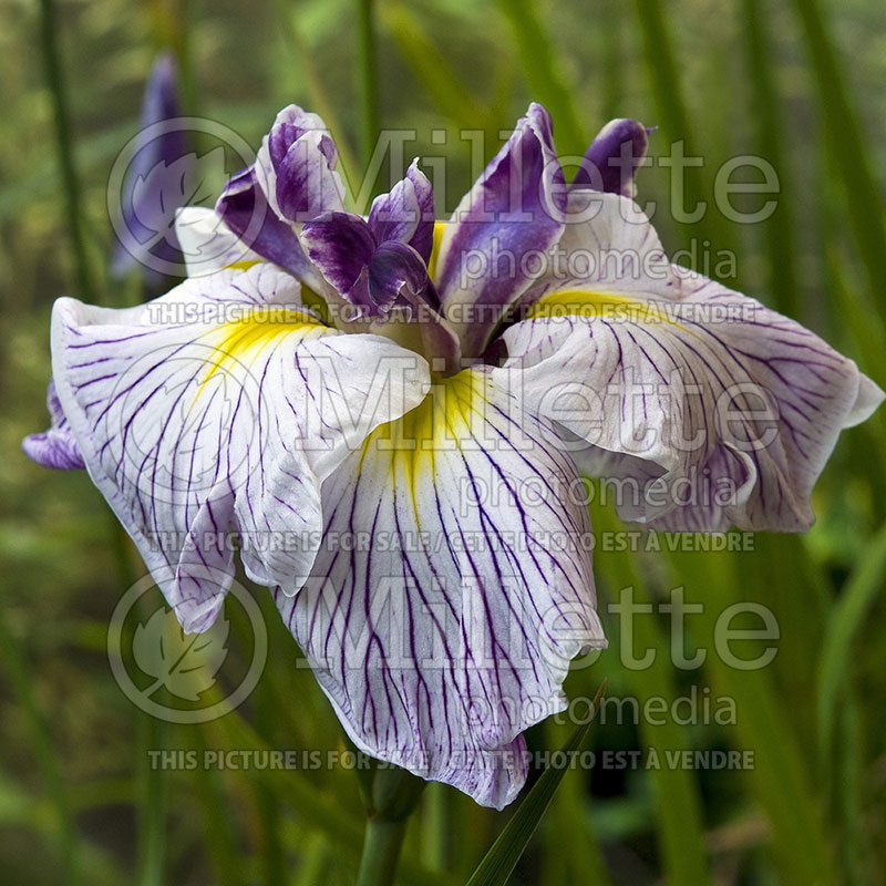 Iris Caprician Butterfly (Japanese Iris) 1