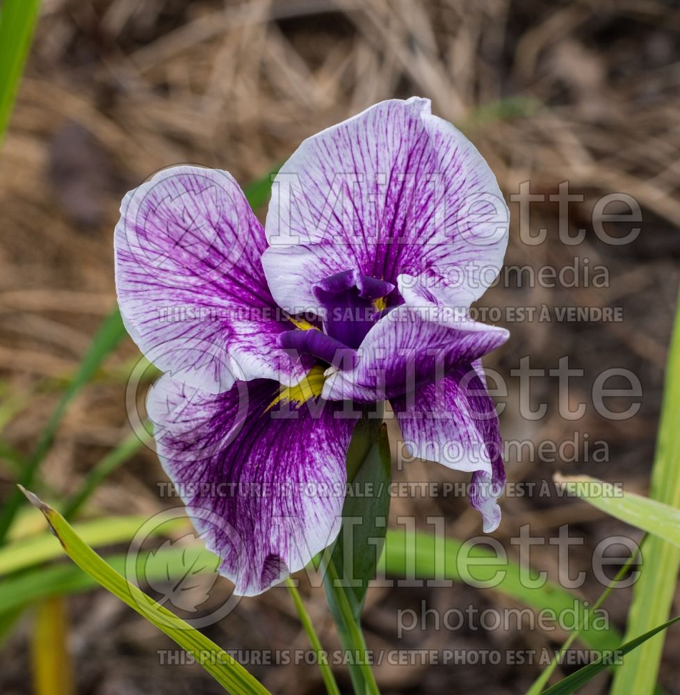 Iris Flashing Koi (Japanese Flag Iris) 1   