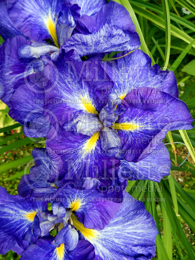 Iris Fractal Blue (Japanese Flag Iris) 1   