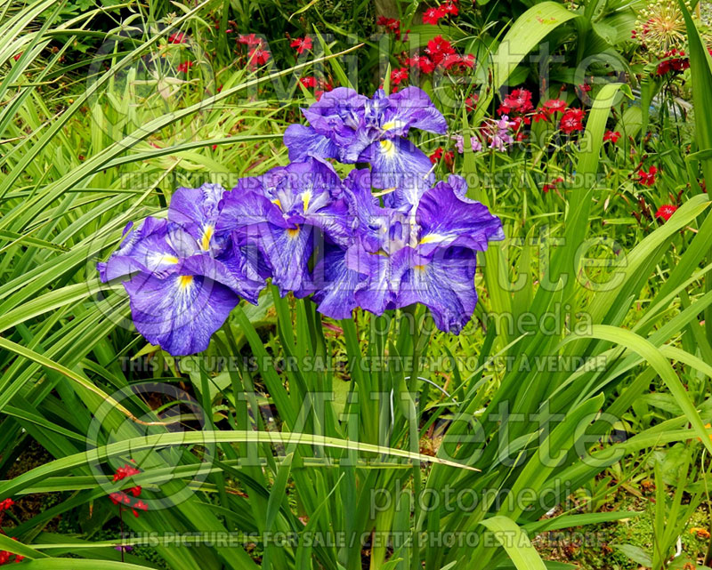 Iris Fractal Blue (Japanese Flag Iris) 2   