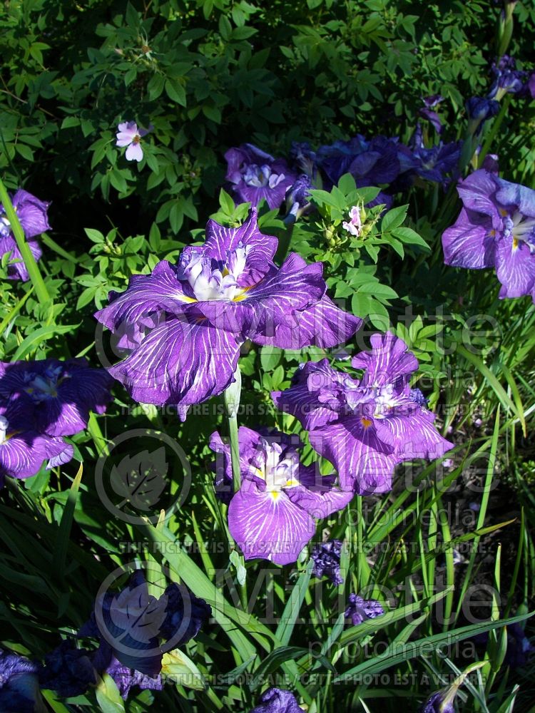 Iris Geisha Obi (Japanese Flag, Russian Iris)  1