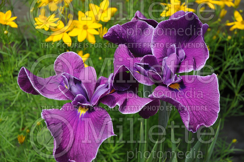 Iris Japanese Pinwheel  (Ensata iris) 1 