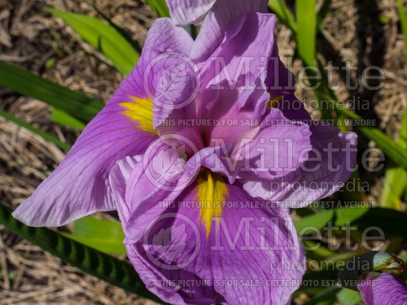 Iris Satozakura (Japanese Flag Iris) 1  