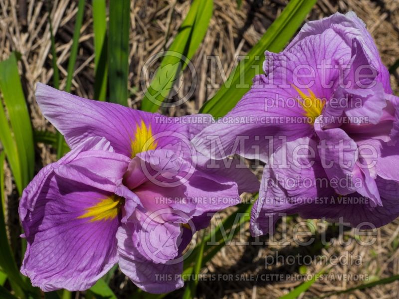 Iris Satozakura (Japanese Flag Iris) 2  