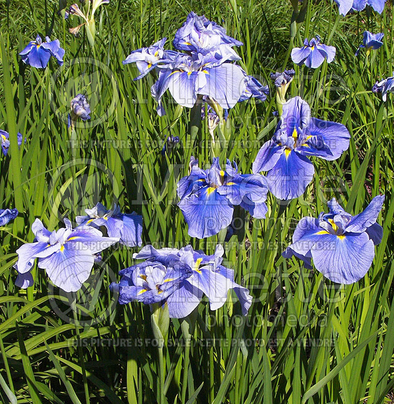 Iris Strut and Flourish (Japanese Flag, Russian Iris) 1