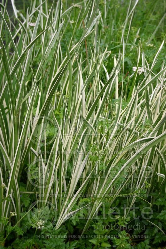 Iris Variegata (Japanese Flag, Russian Iris) 2 