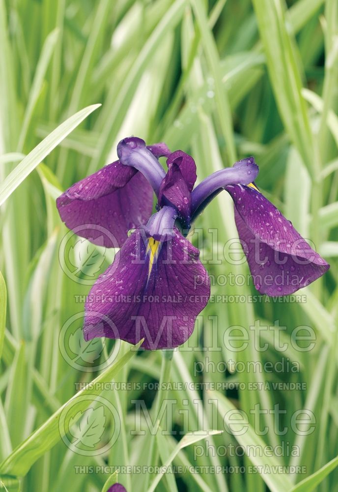 Iris Variegata (Japanese Flag, Russian Iris) 3 