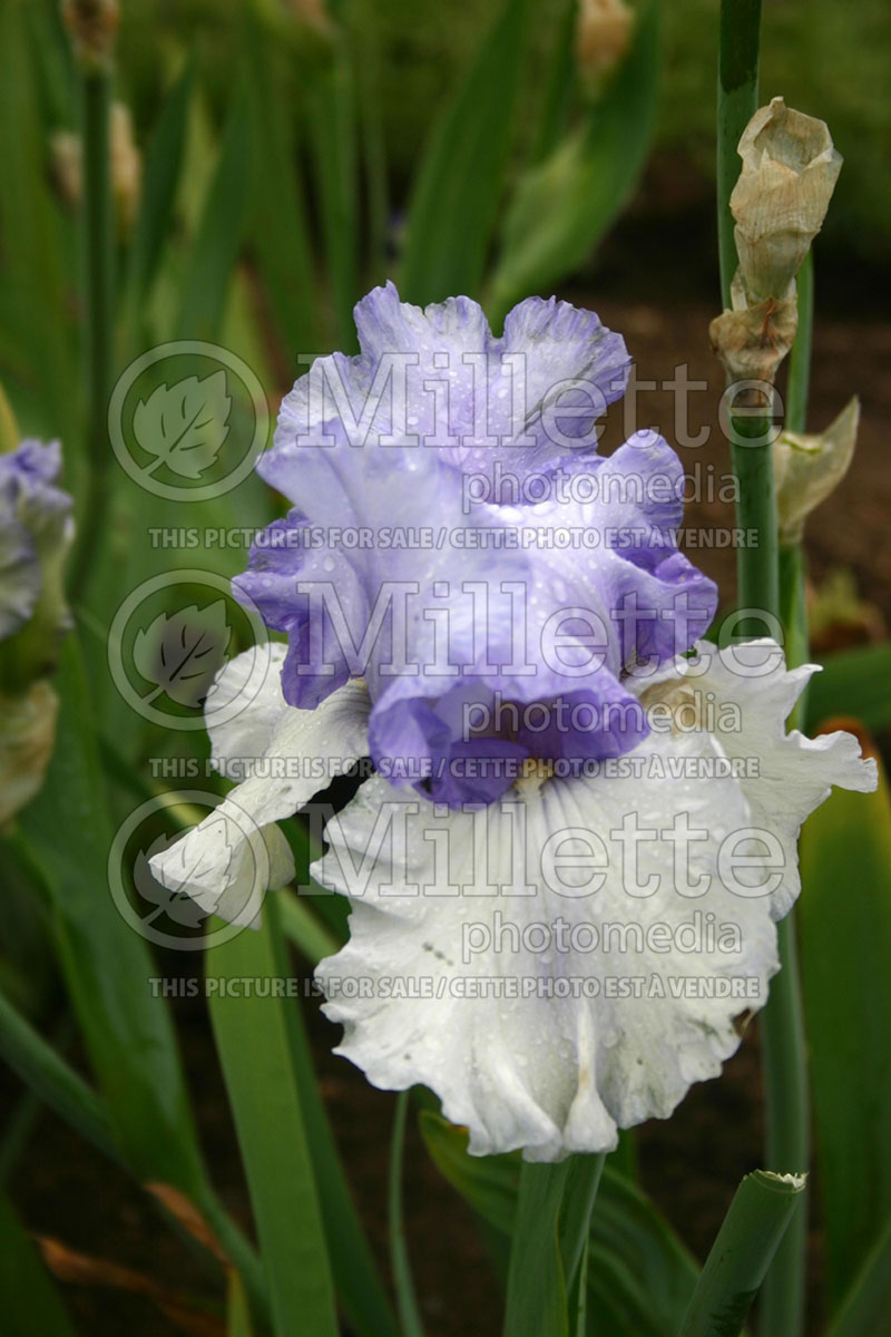 Iris Ethereal Voices (Iris germanica, Tall Bearded) 1