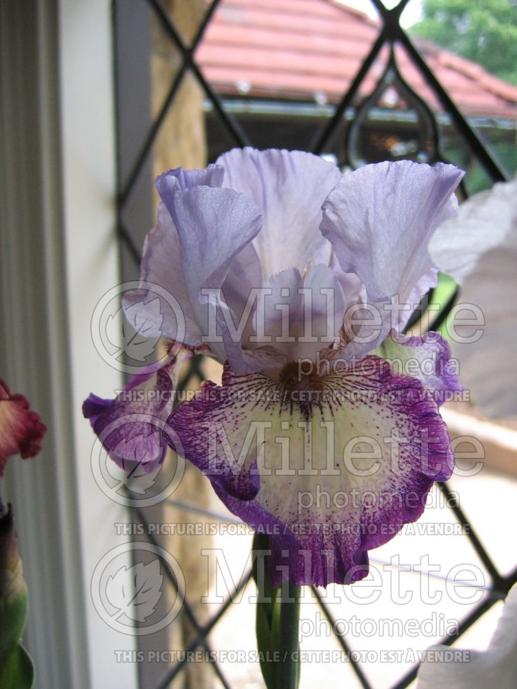 Iris Everything Plus (Iris germanica tall bearded) 4 