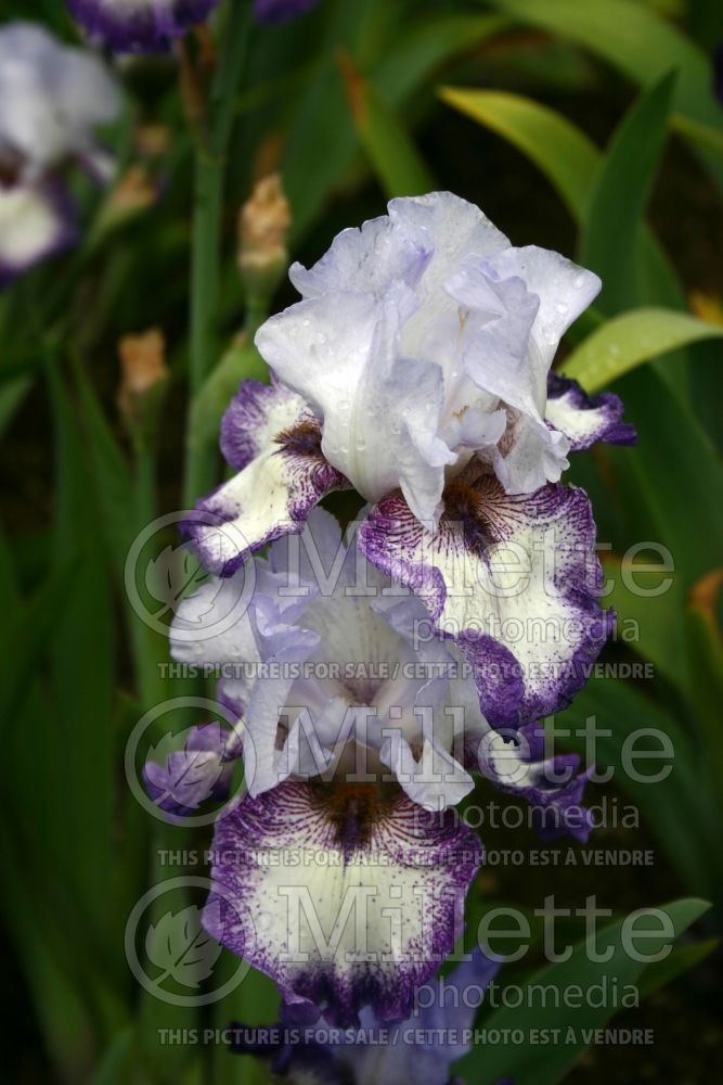Iris Everything Plus (Iris germanica tall bearded) 2 