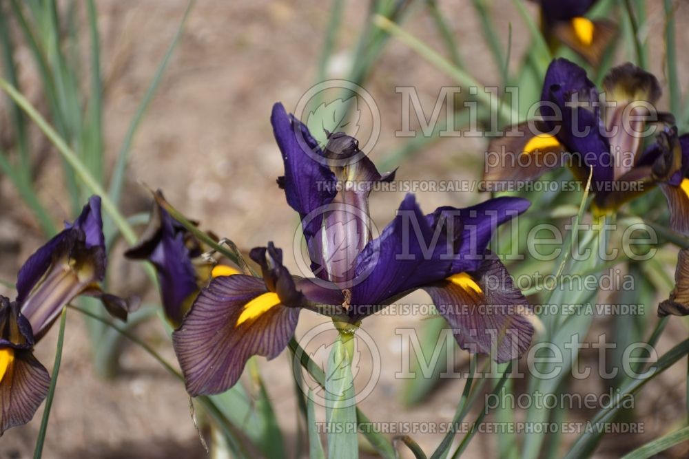 Iris Eye of the Tiger (Iris germanica bearded) 1 