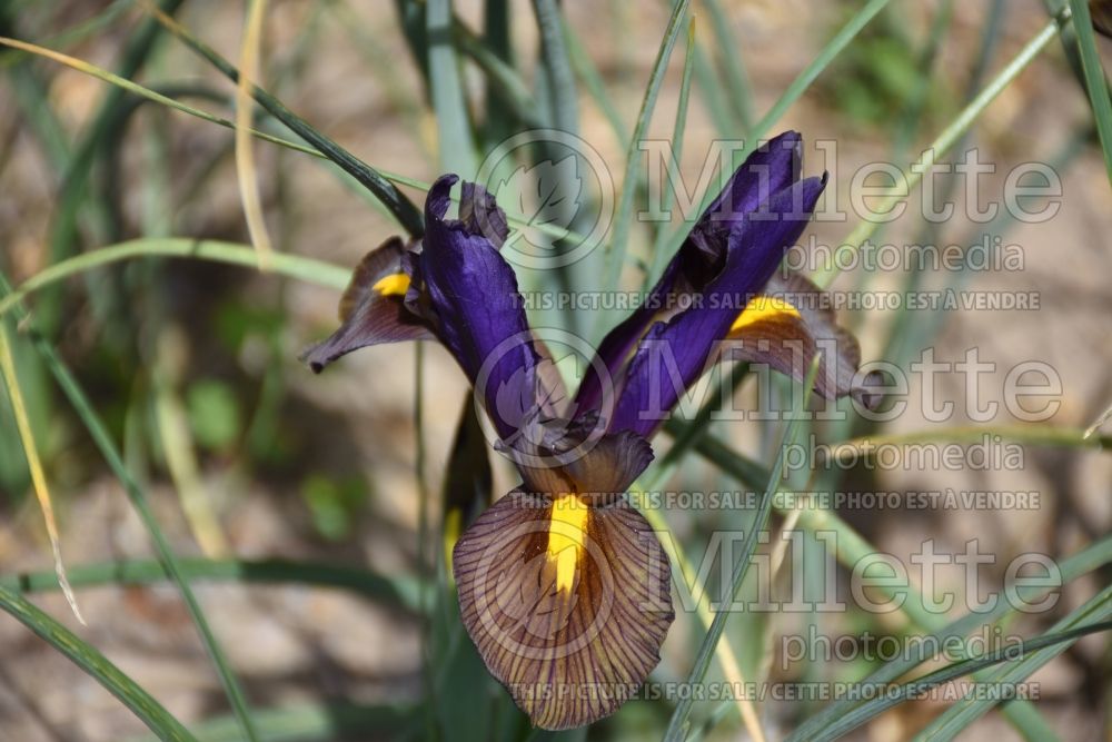 Iris Eye of the Tiger (Iris germanica bearded) 2 