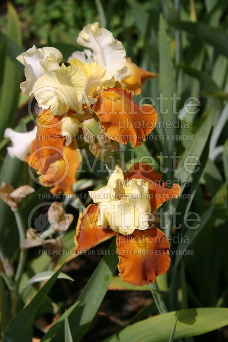 Iris Fall Fiesta (Iris germanica, Tall Bearded) 1 