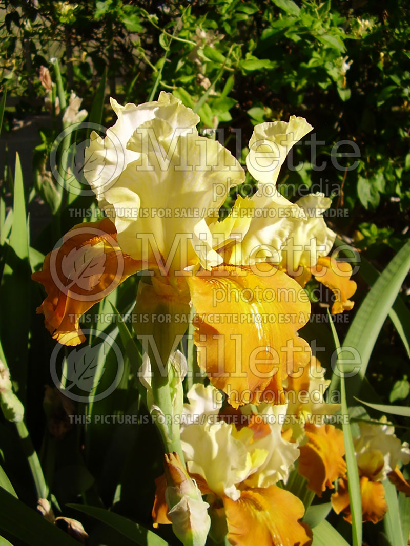 Iris Fall Fiesta (Iris germanica, Tall Bearded) 2 