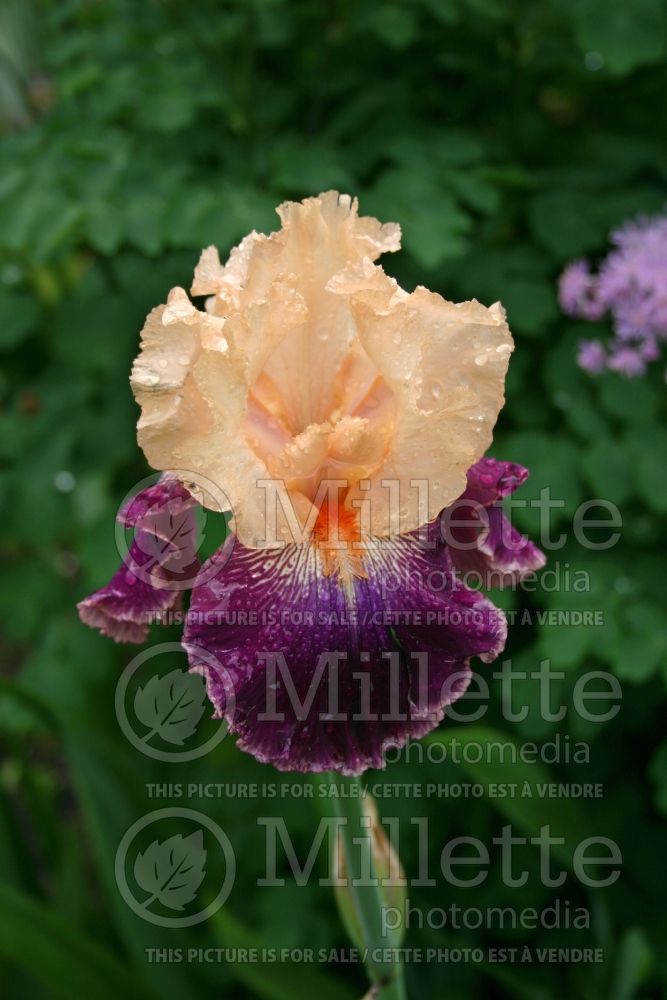 Iris Fashion Queen (Iris germanica, Tall Bearded) 1 