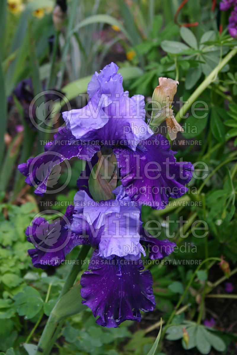 Iris Fatal Attraction (Iris germanica, Tall Bearded) 1 