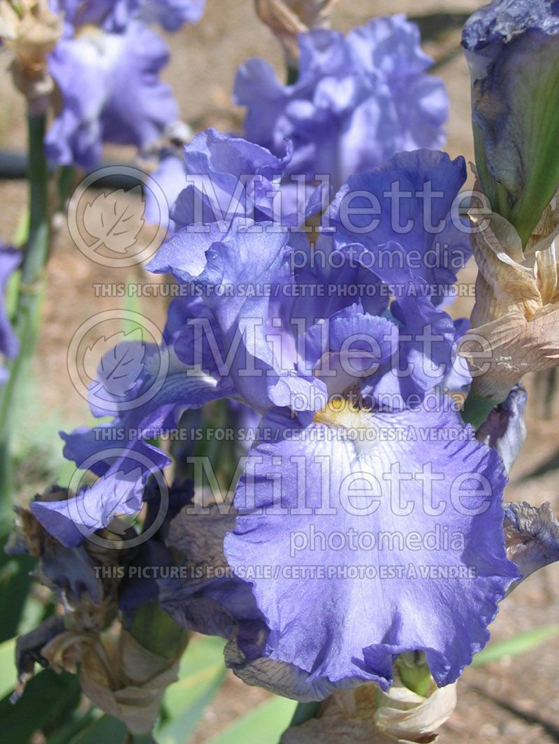 Iris Fiesta In Blue (Iris germanica, Tall Bearded)  4