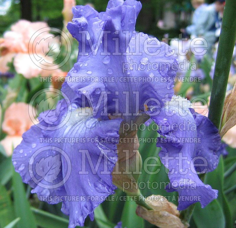 Iris Fiesta In Blue (Iris germanica, Tall Bearded)  3