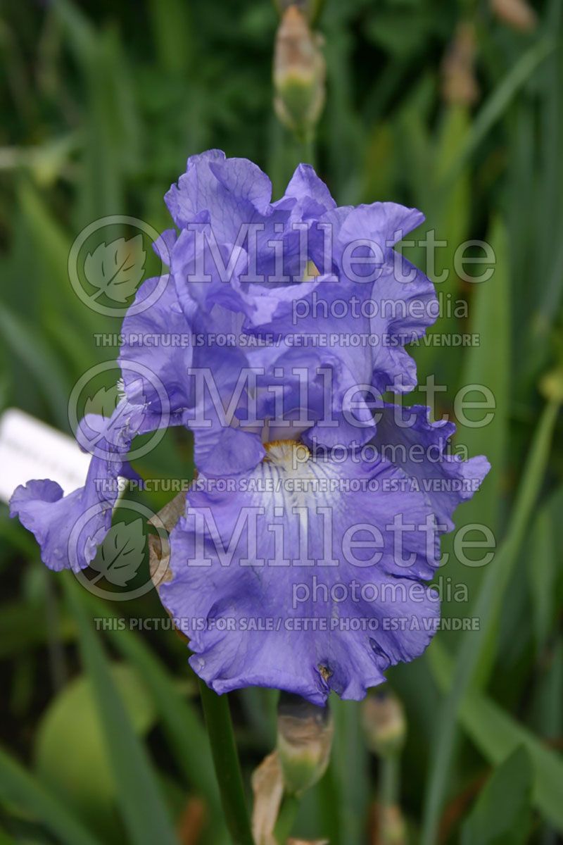 Iris Fiesta In Blue (Iris germanica, Tall Bearded)  2