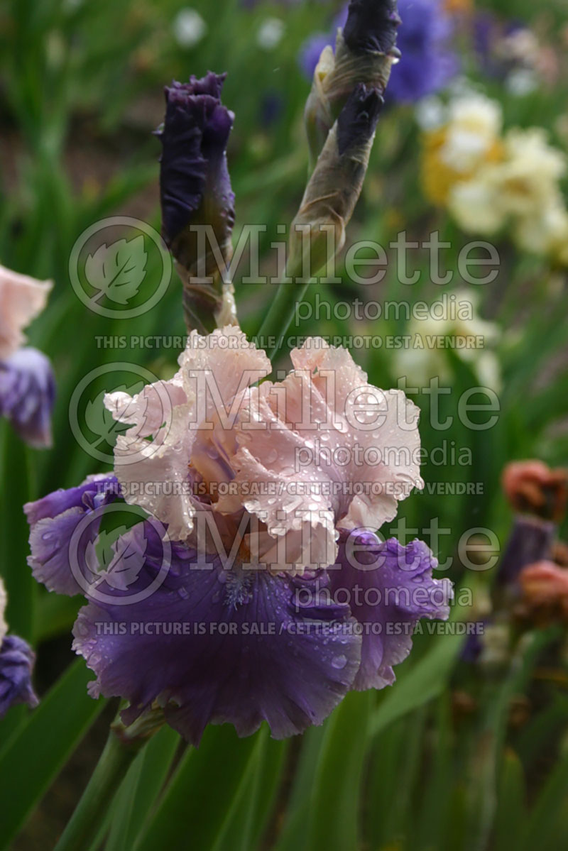 Iris Florentine Silk (Tall bearded Iris) 1  