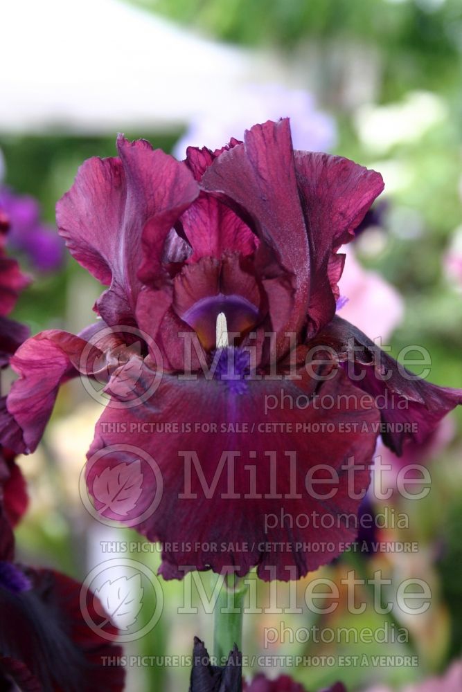 Iris Fortunate Son (Iris germanica, Tall Bearded)  1