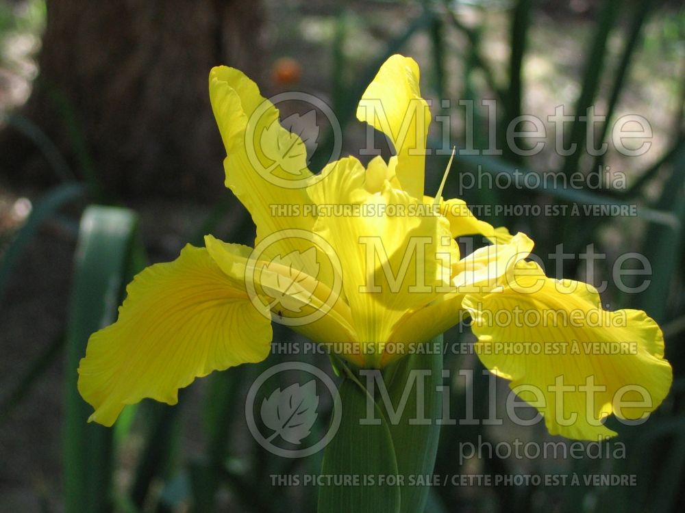 Iris Forty Carats (Iris spuria) 3