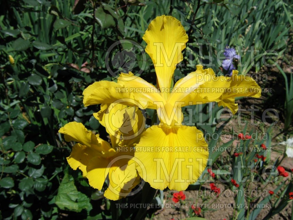 Iris Forty Carats (Iris spuria) 1