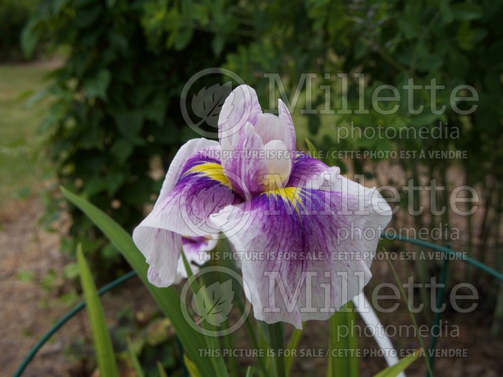 Iris Freckled Geisha (Japanese Iris) 1
