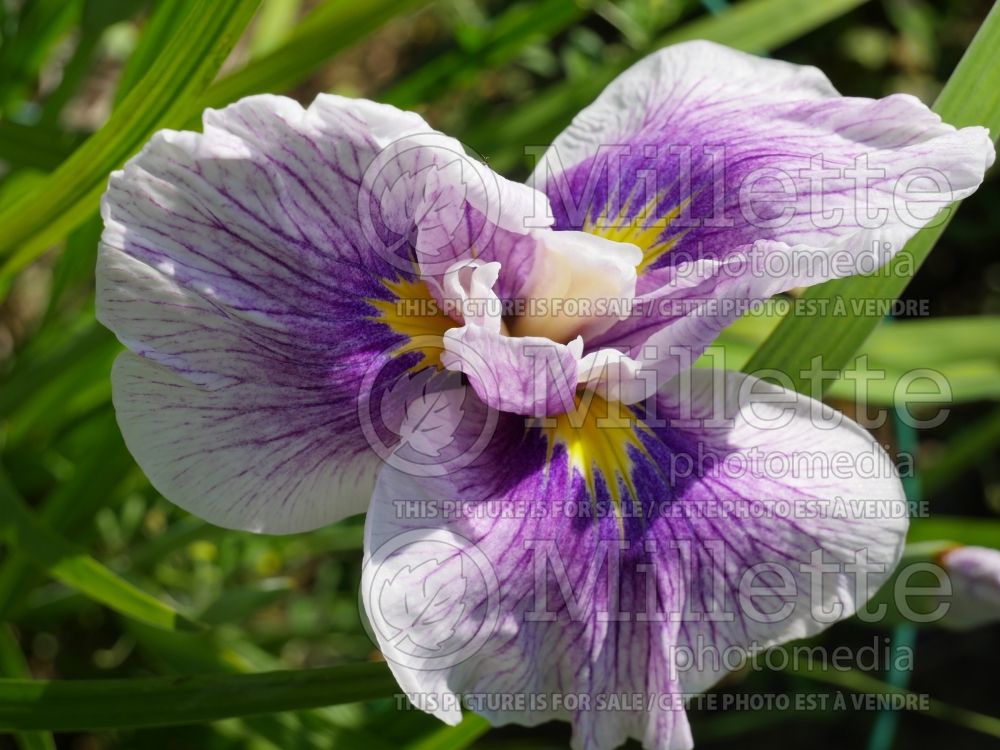 Iris Freckled Geisha (Japanese Iris) 2