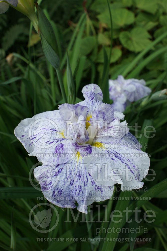 Iris Freckled Geisha (Japanese Iris) 3