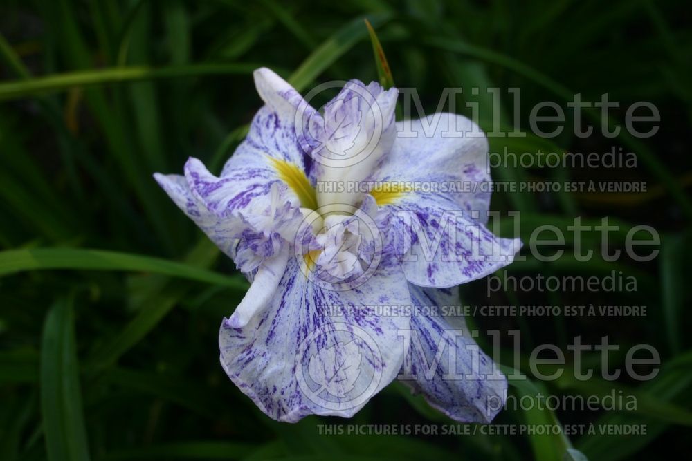 Iris Freckled Geisha (Japanese Iris) 4