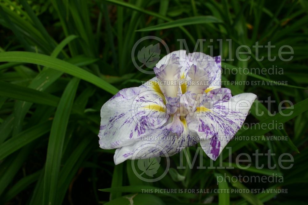 Iris Freckled Geisha (Japanese Iris) 5