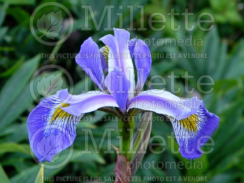 Iris Gerald Darby (Versicolor Iris) 3  