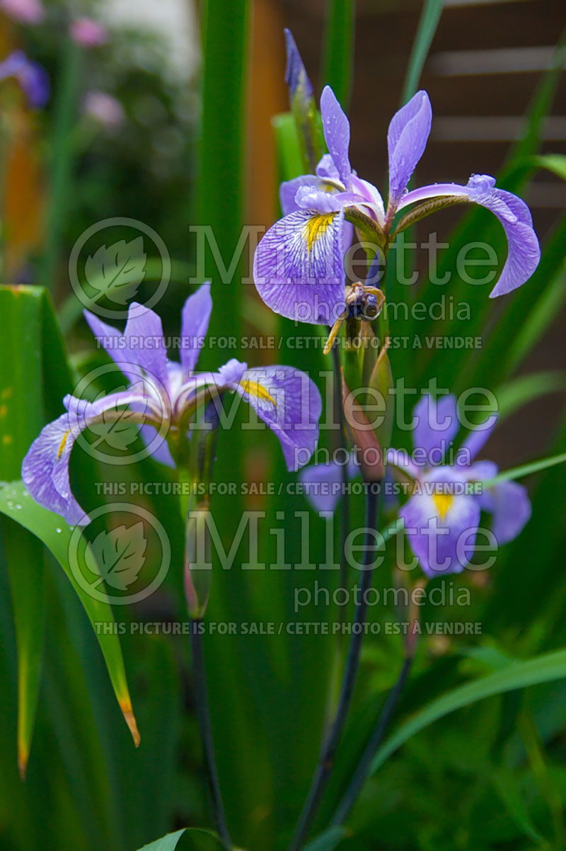 Iris Gerald Darby (Versicolor Iris) 2  