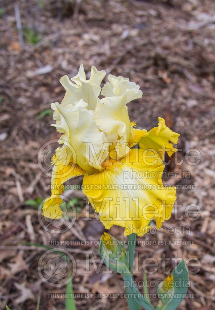 Iris Alpine Harmony (Iris germanica) 1 