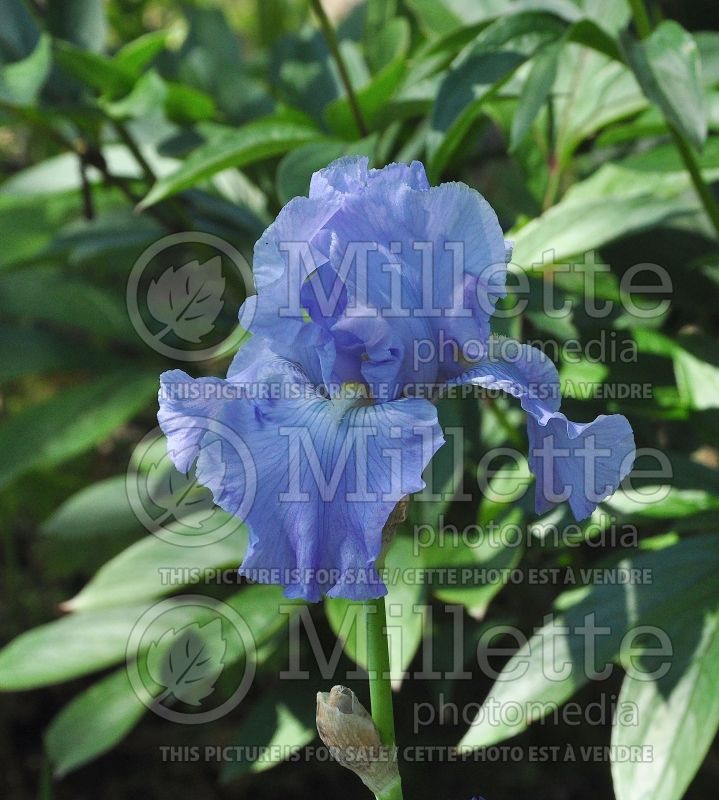 Iris Babbling Brook (Iris germanica bearded) 1 