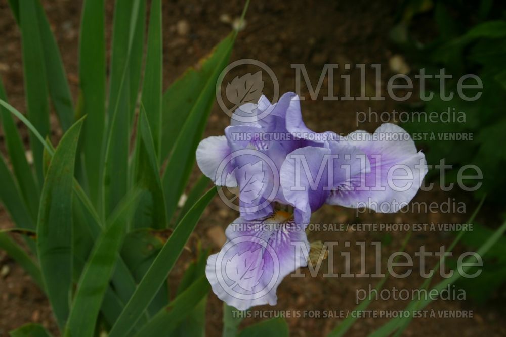 Iris Bedtime Story (Iris germanica bearded) 1 