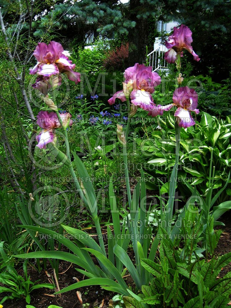 Iris Crinoline (Iris germanica, Tall Bearded)  2