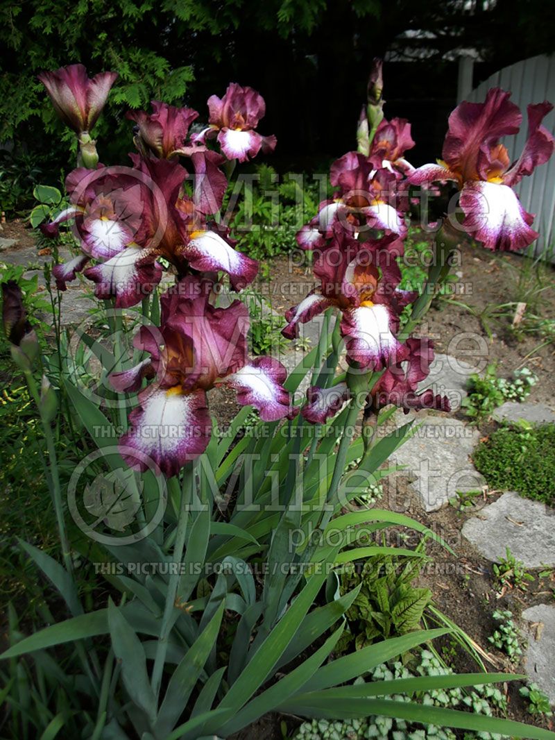 Iris Crinoline (Iris germanica, Tall Bearded)    3