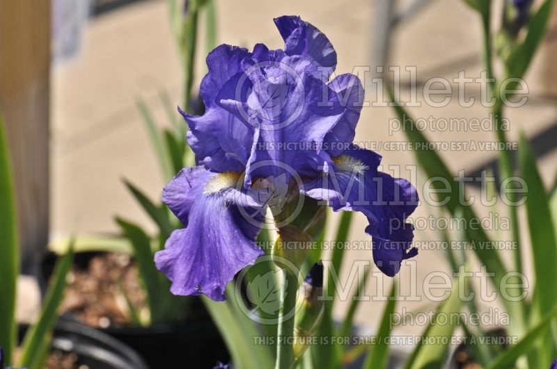 Iris Feed Back (Iris germanica tall bearded) 2 