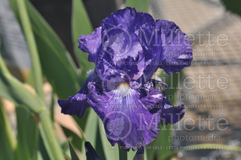 Iris Feed Back (Iris germanica tall bearded) 1 