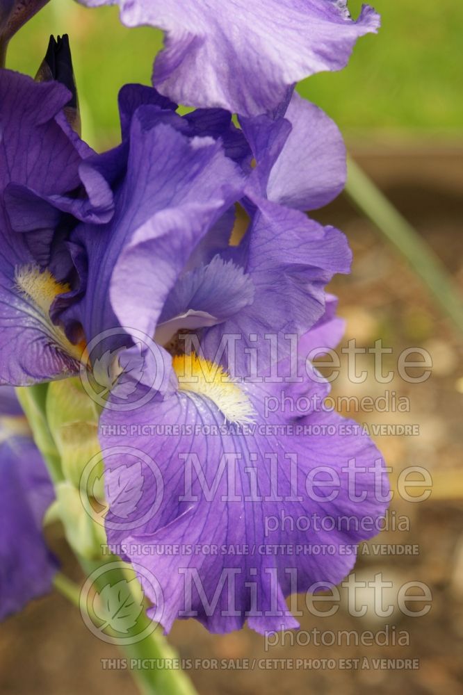 Iris Feed Back (Iris germanica tall bearded) 4 