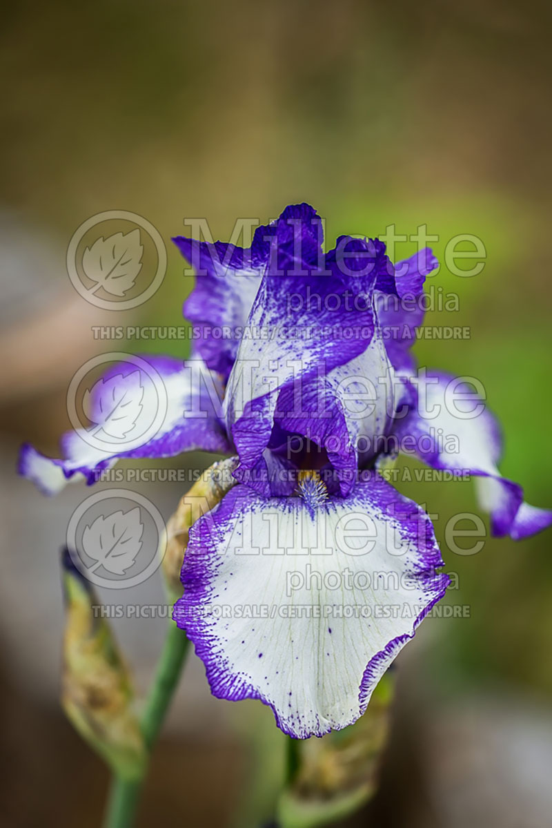 Iris Loop de Loop (Iris germanica, Intermediate Bearded)  1