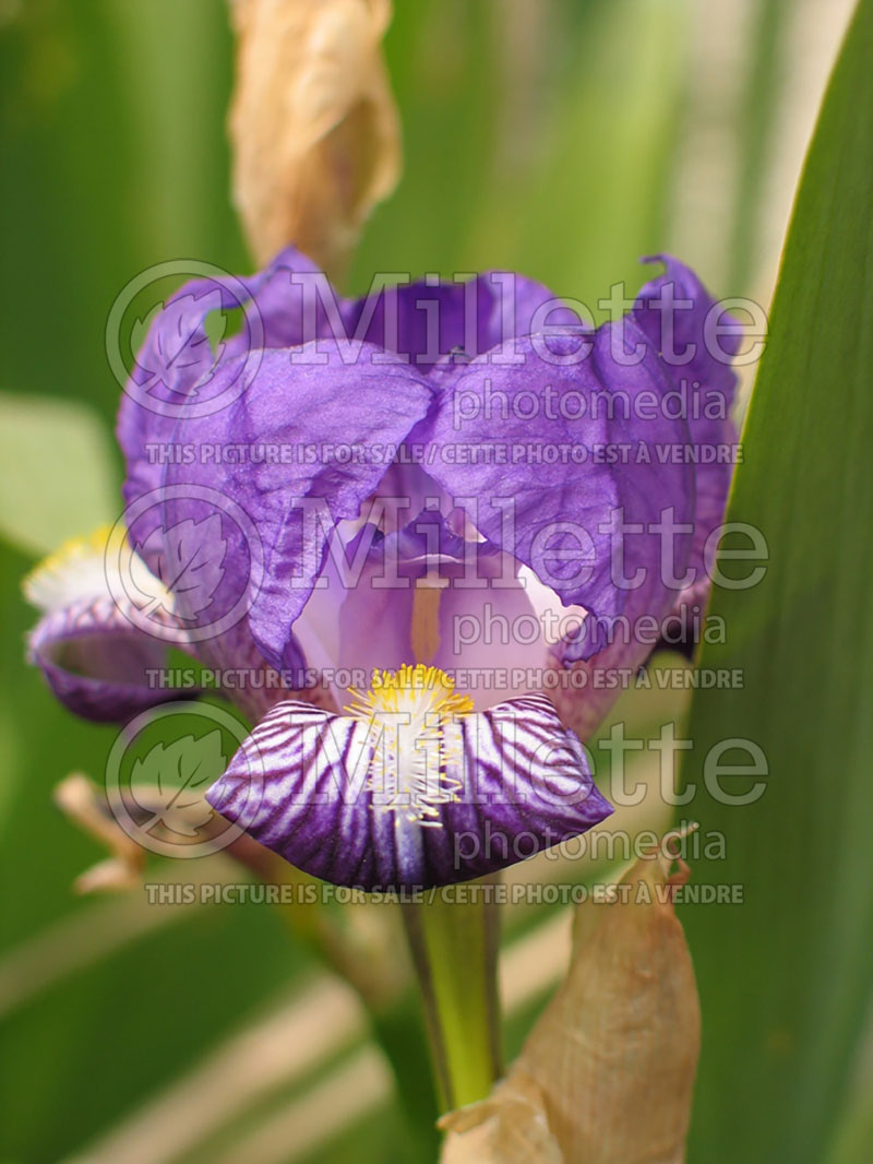 Iris Memory of France (Iris germanica, Tall Bearded)  2