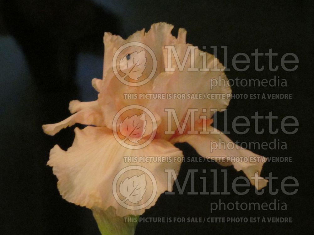 Iris October Splendor (Iris germanica, Border Bearded Iris) 4