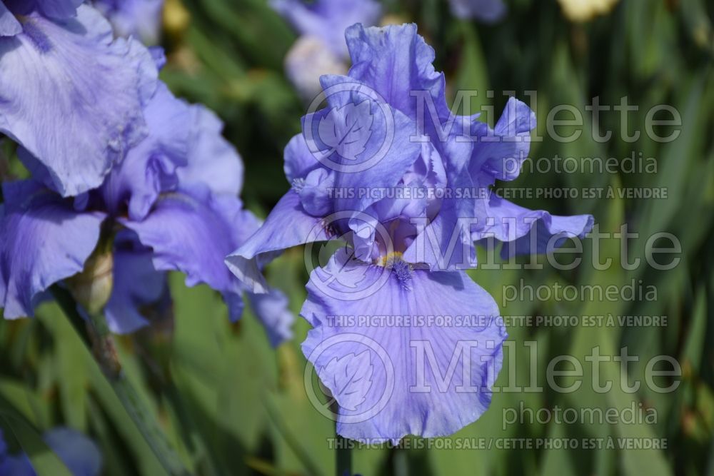 Iris Pacific Mist (Iris germanica, Tall Bearded)  1