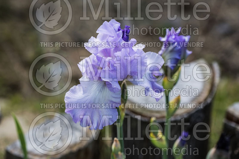 Iris Princesse Caroline de Monaco (Iris germanica, Tall Bearded)  1